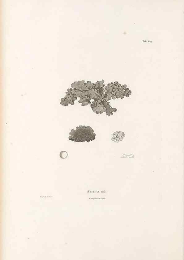 Reproducción/Reproduction 49521322003: Nova genera et species plantarum :. Antverpiae :Ex officina Christophori Plantini ...,1576.. 