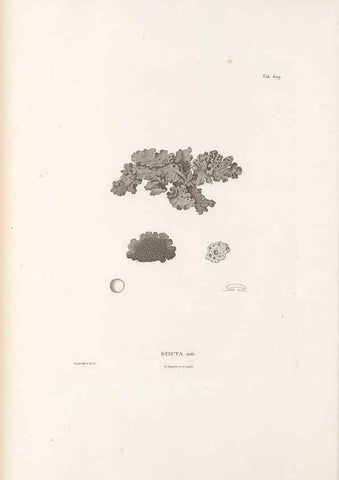 Reproducción/Reproduction 49521322003: Nova genera et species plantarum :. Antverpiae :Ex officina Christophori Plantini ...,1576.. 