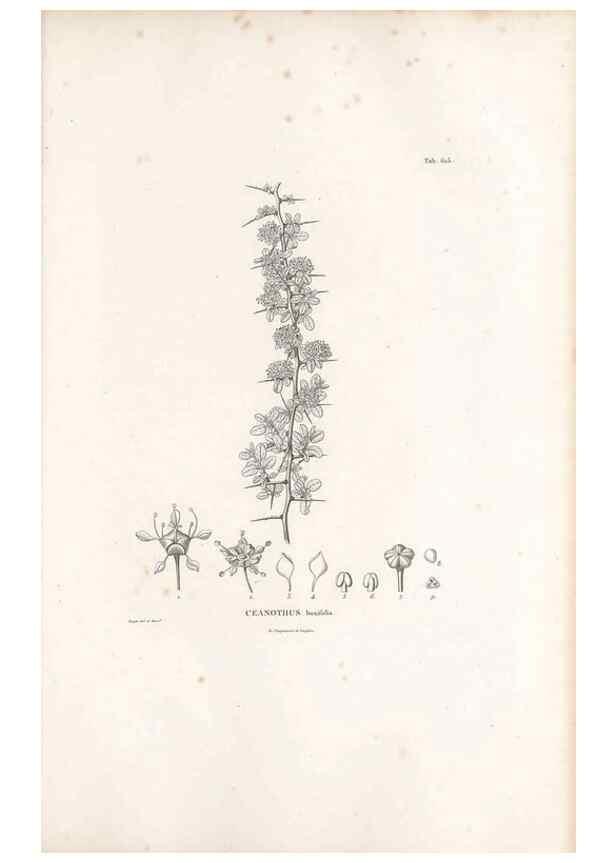 Reproducción/Reproduction 49521319133: Nova genera et species plantarum :. Antverpiae :Ex officina Christophori Plantini ...,1576.. 