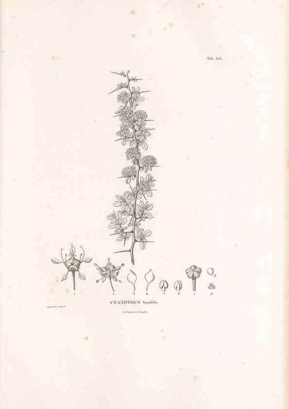Reproducción/Reproduction 49521319133: Nova genera et species plantarum :. Antverpiae :Ex officina Christophori Plantini ...,1576.. 