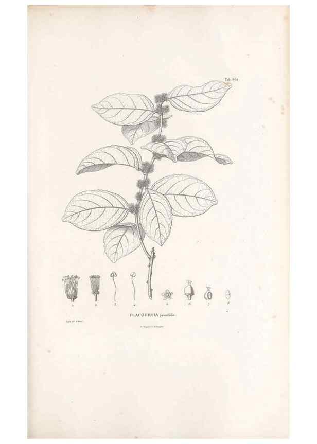 Reproducción/Reproduction 49522064947: Nova genera et species plantarum :. Antverpiae :Ex officina Christophori Plantini ...,1576.. 