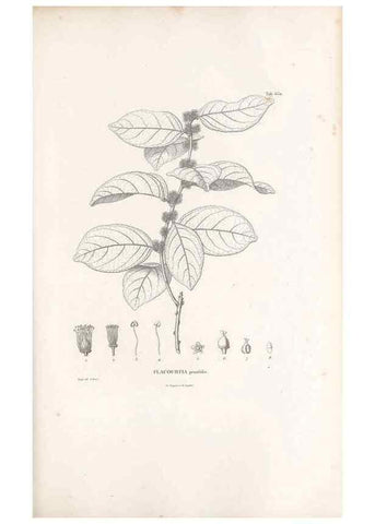 Reproducción/Reproduction 49522064947: Nova genera et species plantarum :. Antverpiae :Ex officina Christophori Plantini ...,1576.. 