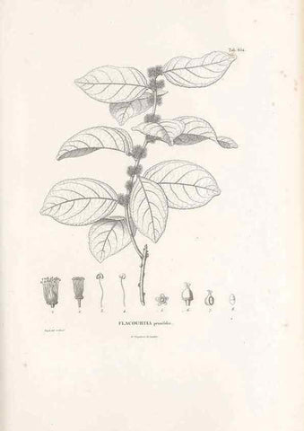 Reproducción/Reproduction 49522064947: Nova genera et species plantarum :. Antverpiae :Ex officina Christophori Plantini ...,1576.. 