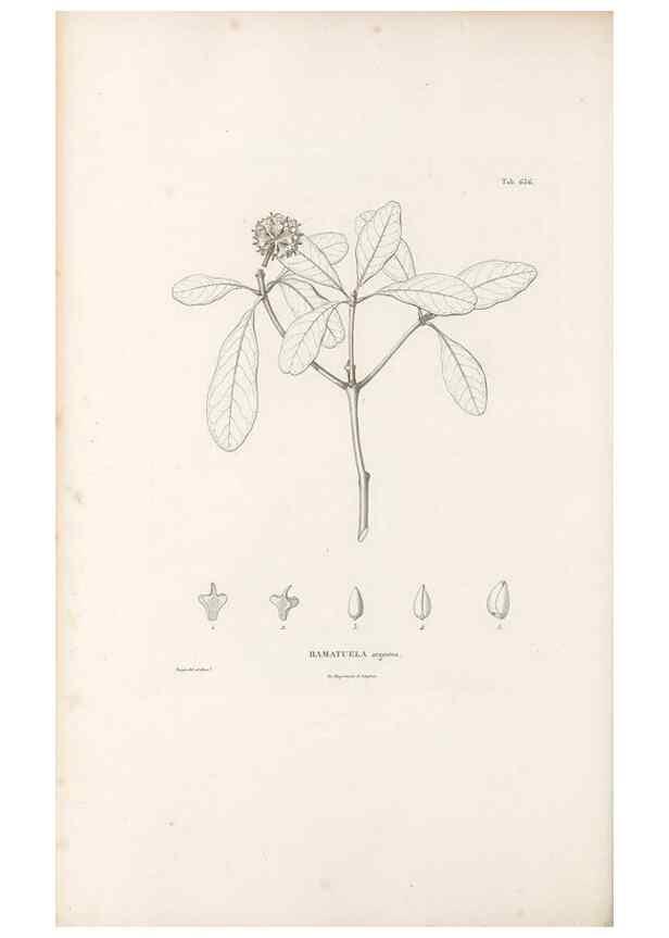 Reproducción/Reproduction 49522065632: Nova genera et species plantarum :. Antverpiae :Ex officina Christophori Plantini ...,1576.. 