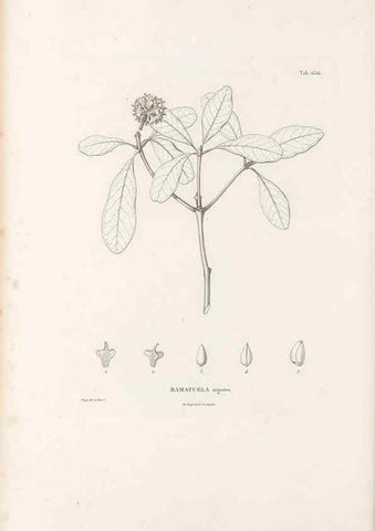 Reproducción/Reproduction 49522065632: Nova genera et species plantarum :. Antverpiae :Ex officina Christophori Plantini ...,1576.. 