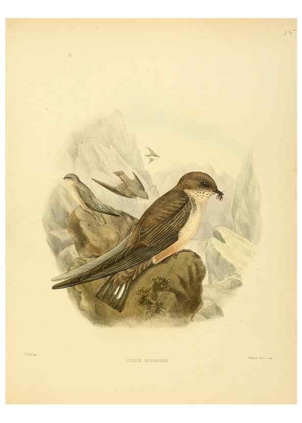 Reproducción/Reproduction 49522625401: A monograph of the Hirundinidae or family of swallows. London :Henry Sotheran & Co.,1885-1894.. 