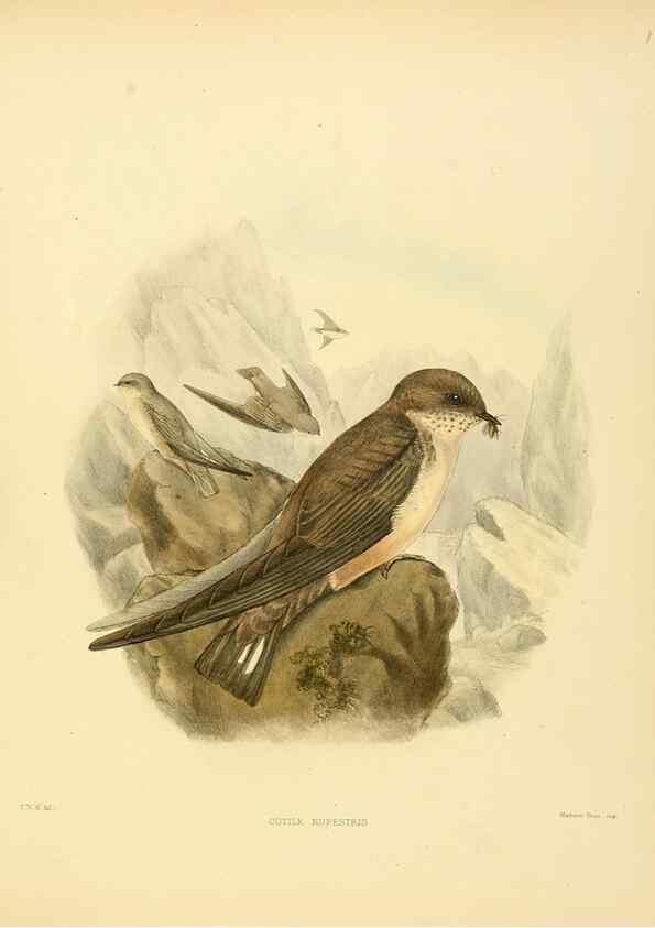 Reproducción/Reproduction 49522625401: A monograph of the Hirundinidae or family of swallows. London :Henry Sotheran & Co.,1885-1894.. 