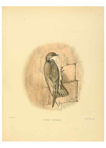 Reproducción/Reproduction 49522105348: A monograph of the Hirundinidae or family of swallows. London :Henry Sotheran & Co.,1885-1894.. 