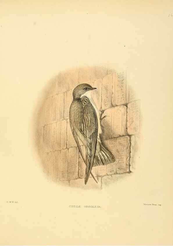 Reproducción/Reproduction 49522105348: A monograph of the Hirundinidae or family of swallows. London :Henry Sotheran & Co.,1885-1894.. 