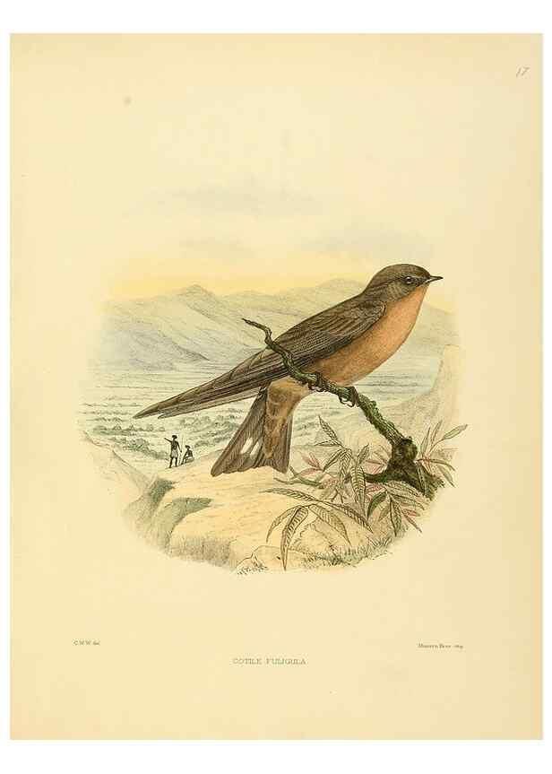 Reproducción/Reproduction 49522105558: A monograph of the Hirundinidae or family of swallows. London :Henry Sotheran & Co.,1885-1894.. 