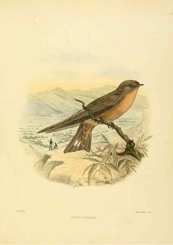 Reproducción/Reproduction 49522105558: A monograph of the Hirundinidae or family of swallows. London :Henry Sotheran & Co.,1885-1894.. 