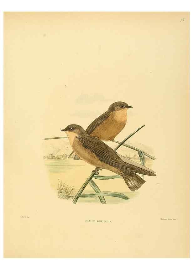 Reproducción/Reproduction 49522105773: A monograph of the Hirundinidae or family of swallows. London :Henry Sotheran & Co.,1885-1894.. 