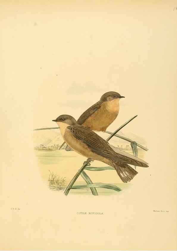 Reproducción/Reproduction 49522105773: A monograph of the Hirundinidae or family of swallows. London :Henry Sotheran & Co.,1885-1894.. 