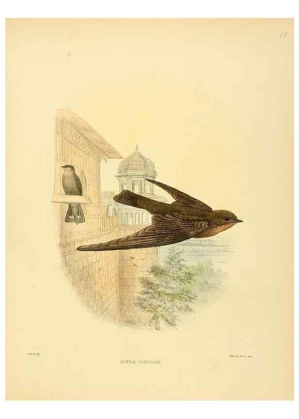 Reproducción/Reproduction 49522843492: A monograph of the Hirundinidae or family of swallows. London :Henry Sotheran & Co.,1885-1894.. 