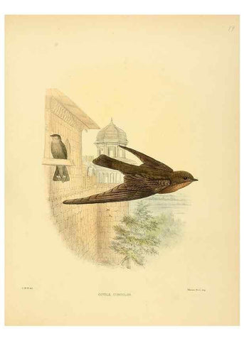 Reproducción/Reproduction 49522843492: A monograph of the Hirundinidae or family of swallows. London :Henry Sotheran & Co.,1885-1894.. 