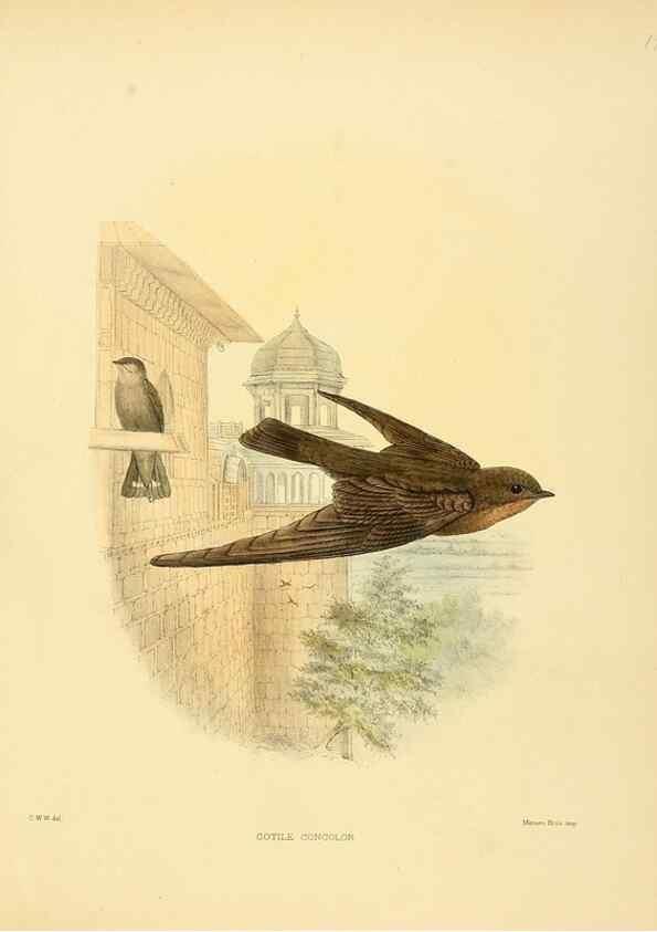 Reproducción/Reproduction 49522843492: A monograph of the Hirundinidae or family of swallows. London :Henry Sotheran & Co.,1885-1894.. 