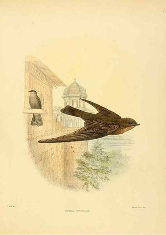 Reproducción/Reproduction 49522843492: A monograph of the Hirundinidae or family of swallows. London :Henry Sotheran & Co.,1885-1894.. 