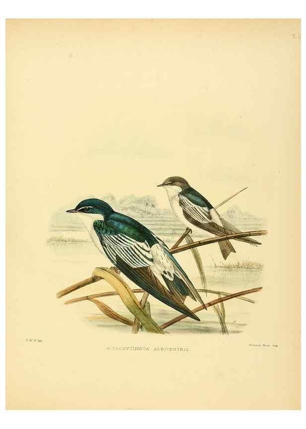 Reproducción/Reproduction 49522626296: A monograph of the Hirundinidae or family of swallows. London :Henry Sotheran & Co.,1885-1894.. 