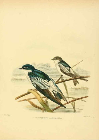 Reproducción/Reproduction 49522626296: A monograph of the Hirundinidae or family of swallows. London :Henry Sotheran & Co.,1885-1894.. 