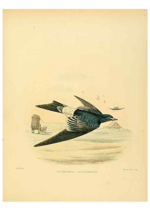 Reproducción/Reproduction 49522843792: A monograph of the Hirundinidae or family of swallows. London :Henry Sotheran & Co.,1885-1894.. 