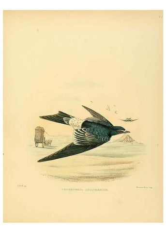 Reproducción/Reproduction 49522843792: A monograph of the Hirundinidae or family of swallows. London :Henry Sotheran & Co.,1885-1894.. 