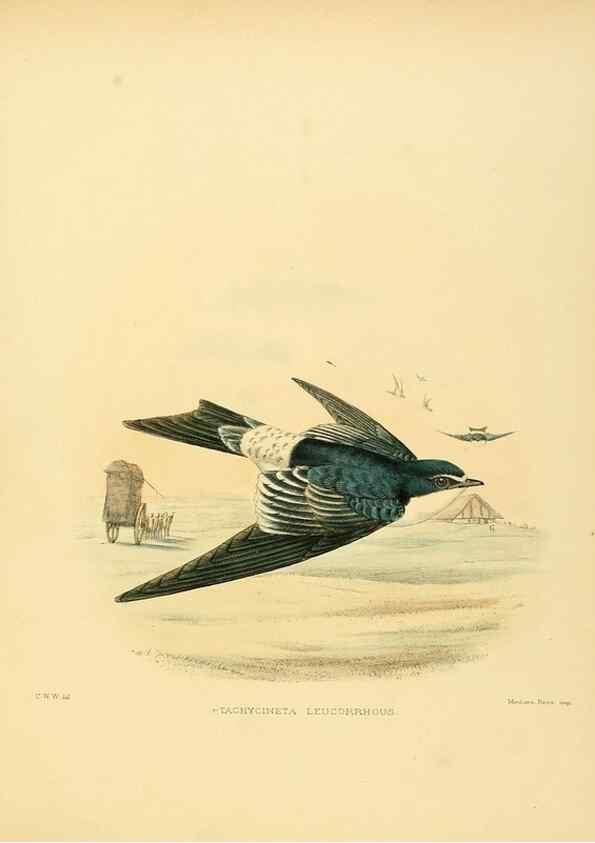 Reproducción/Reproduction 49522843792: A monograph of the Hirundinidae or family of swallows. London :Henry Sotheran & Co.,1885-1894.. 