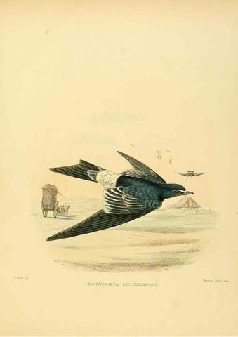 Reproducción/Reproduction 49522843792: A monograph of the Hirundinidae or family of swallows. London :Henry Sotheran & Co.,1885-1894.. 