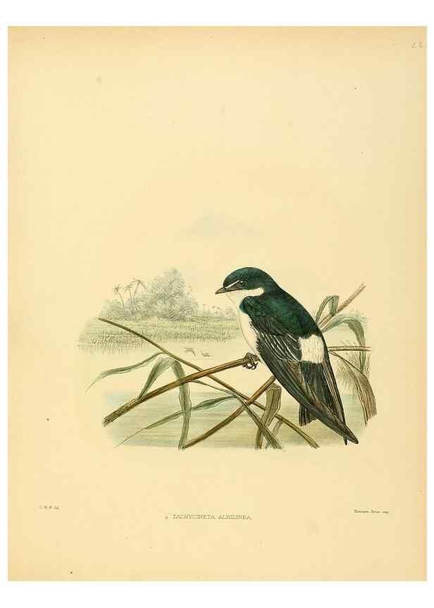 Reproducción/Reproduction 49522106543: A monograph of the Hirundinidae or family of swallows. London :Henry Sotheran & Co.,1885-1894.. 