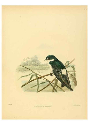 Reproducción/Reproduction 49522106543: A monograph of the Hirundinidae or family of swallows. London :Henry Sotheran & Co.,1885-1894.. 