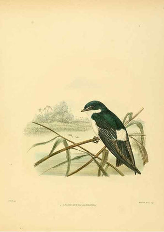 Reproducción/Reproduction 49522106543: A monograph of the Hirundinidae or family of swallows. London :Henry Sotheran & Co.,1885-1894.. 