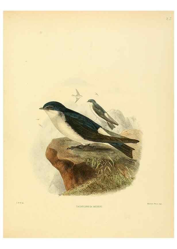 Reproducción/Reproduction 49522106783: A monograph of the Hirundinidae or family of swallows. London :Henry Sotheran & Co.,1885-1894.. 