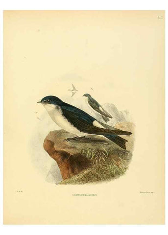 Reproducción/Reproduction 49522106783: A monograph of the Hirundinidae or family of swallows. London :Henry Sotheran & Co.,1885-1894.. 