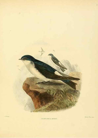 Reproducción/Reproduction 49522106783: A monograph of the Hirundinidae or family of swallows. London :Henry Sotheran & Co.,1885-1894.. 