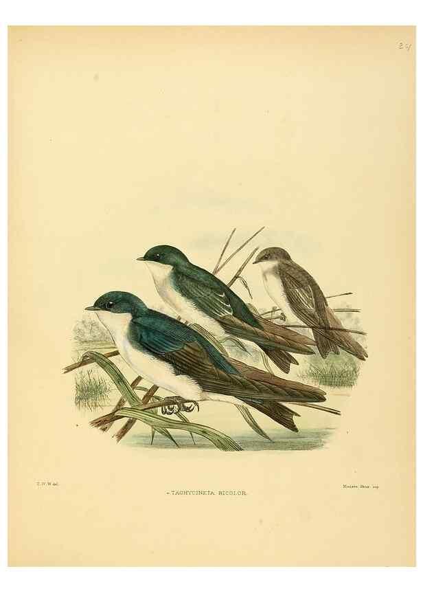 Reproducción/Reproduction 49522627126: A monograph of the Hirundinidae or family of swallows. London :Henry Sotheran & Co.,1885-1894.. 