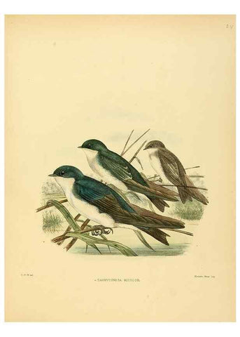 Reproducción/Reproduction 49522627126: A monograph of the Hirundinidae or family of swallows. London :Henry Sotheran & Co.,1885-1894.. 