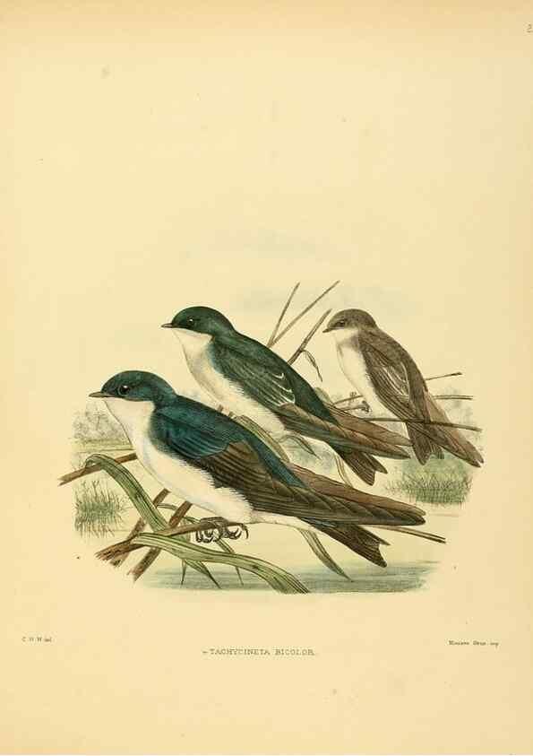 Reproducción/Reproduction 49522627126: A monograph of the Hirundinidae or family of swallows. London :Henry Sotheran & Co.,1885-1894.. 