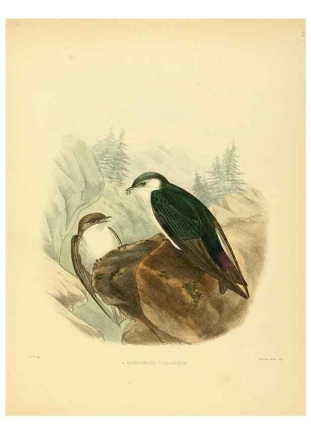 Reproducción/Reproduction 49522844612: A monograph of the Hirundinidae or family of swallows. London :Henry Sotheran & Co.,1885-1894.. 