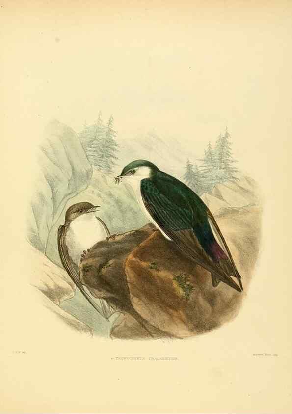 Reproducción/Reproduction 49522844612: A monograph of the Hirundinidae or family of swallows. London :Henry Sotheran & Co.,1885-1894.. 