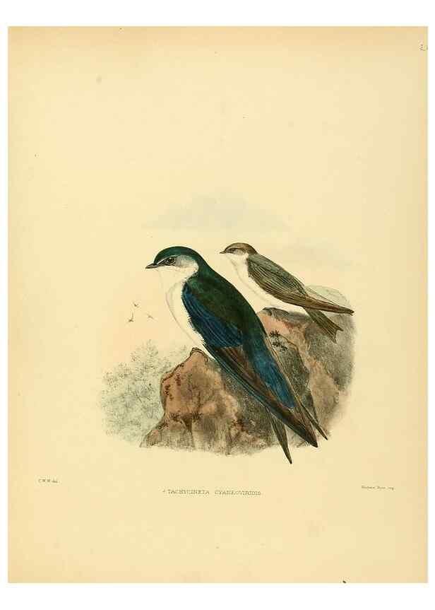 Reproducción/Reproduction 49522844837: A monograph of the Hirundinidae or family of swallows. London :Henry Sotheran & Co.,1885-1894.. 