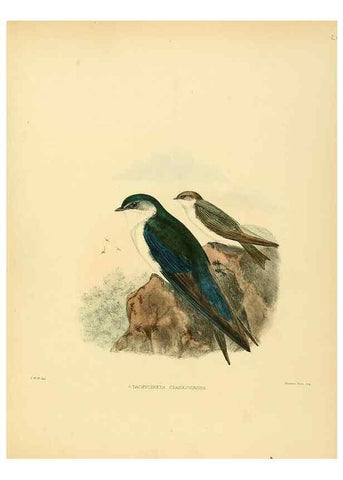 Reproducción/Reproduction 49522844837: A monograph of the Hirundinidae or family of swallows. London :Henry Sotheran & Co.,1885-1894.. 