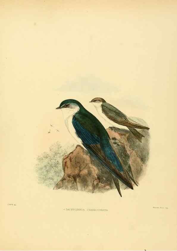 Reproducción/Reproduction 49522844837: A monograph of the Hirundinidae or family of swallows. London :Henry Sotheran & Co.,1885-1894.. 