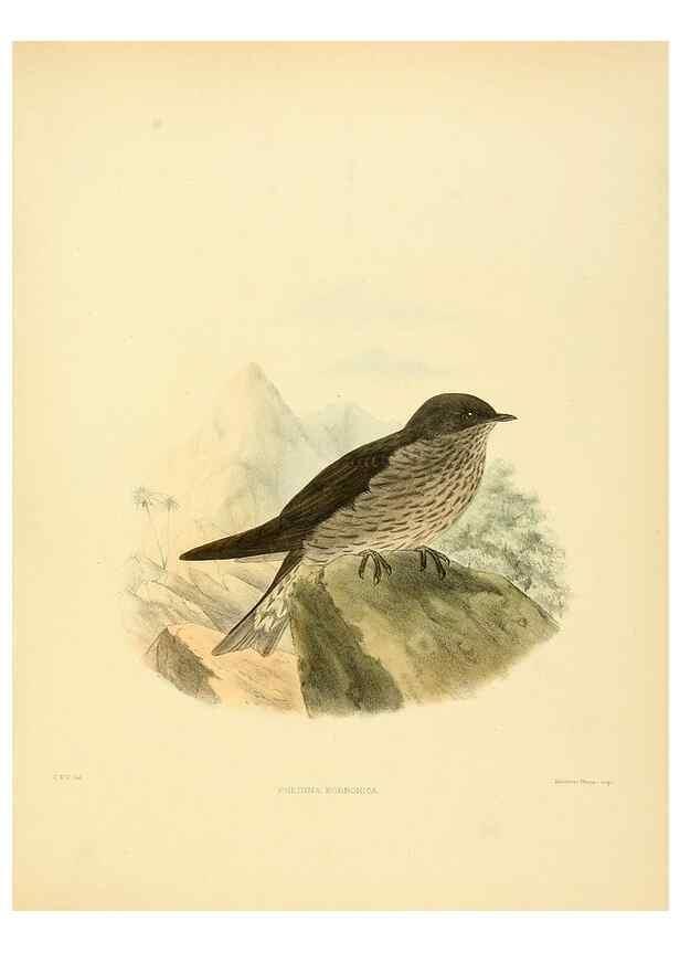 Reproducción/Reproduction 49522627806: A monograph of the Hirundinidae or family of swallows. London :Henry Sotheran & Co.,1885-1894.. 