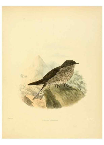 Reproducción/Reproduction 49522627806: A monograph of the Hirundinidae or family of swallows. London :Henry Sotheran & Co.,1885-1894.. 