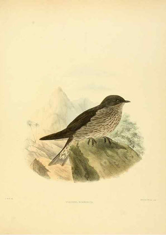 Reproducción/Reproduction 49522627806: A monograph of the Hirundinidae or family of swallows. London :Henry Sotheran & Co.,1885-1894.. 