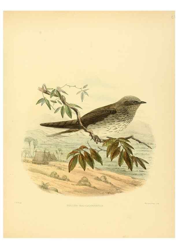 Reproducción/Reproduction 49522107908: A monograph of the Hirundinidae or family of swallows. London :Henry Sotheran & Co.,1885-1894.. 