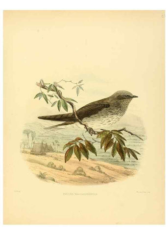 Reproducción/Reproduction 49522107908: A monograph of the Hirundinidae or family of swallows. London :Henry Sotheran & Co.,1885-1894.. 