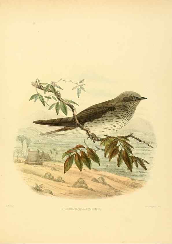 Reproducción/Reproduction 49522107908: A monograph of the Hirundinidae or family of swallows. London :Henry Sotheran & Co.,1885-1894.. 