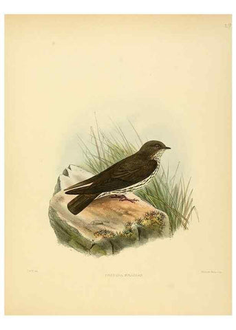 Reproducción/Reproduction 49522628296: A monograph of the Hirundinidae or family of swallows. London :Henry Sotheran & Co.,1885-1894.. 