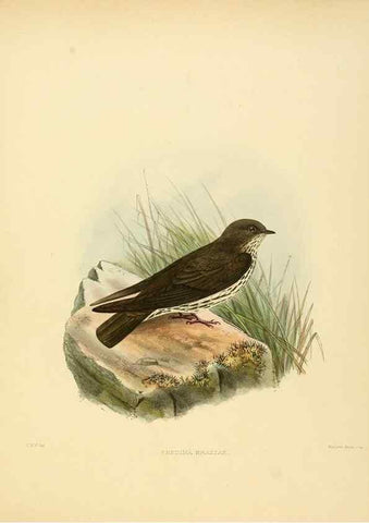 Reproducción/Reproduction 49522628296: A monograph of the Hirundinidae or family of swallows. London :Henry Sotheran & Co.,1885-1894.. 
