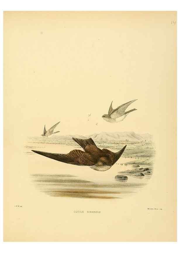 Reproducción/Reproduction 49522104948: A monograph of the Hirundinidae or family of swallows. London :Henry Sotheran & Co.,1885-1894.. 